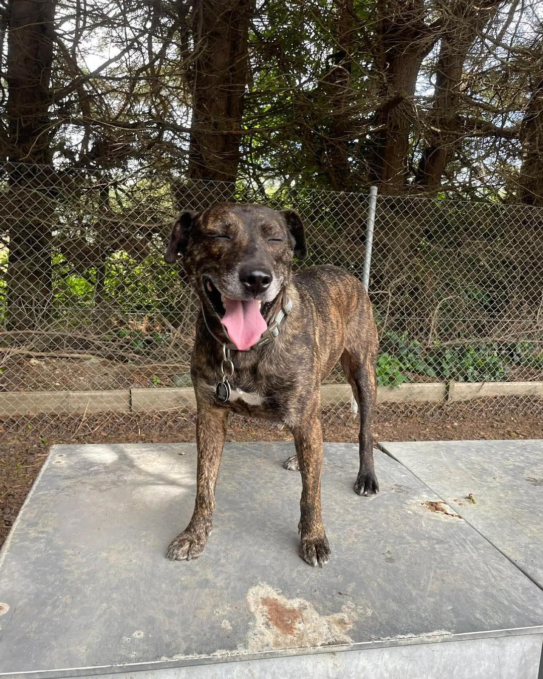 Happy dog at Gone to the Dogs